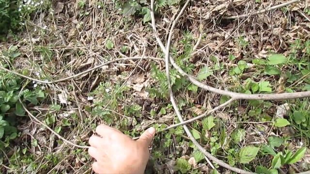 Для тех кто любит природу смотреть онлайн