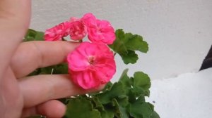 Пеларгония Survivor Idols Rosalinda (Сурвивор Идолс Розалинда)