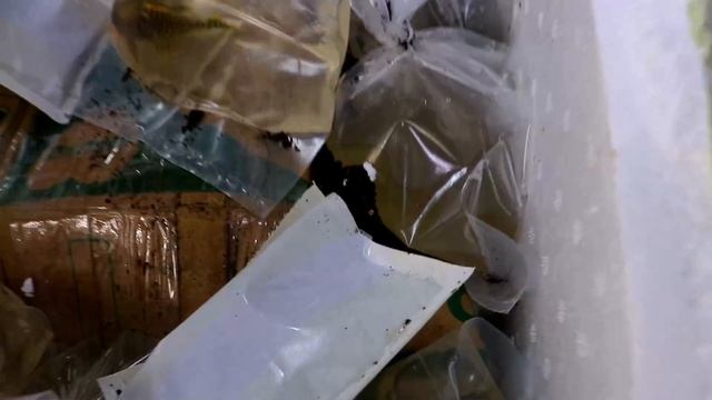 HYPOSTOMUS LUTEUS NEW *UNBOXING* TROPICAL FISH from SOUTH AMERICA смотреть онлайн