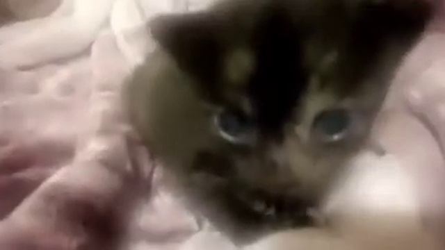 Dee Dee Dee Dinky Dinky смотреть онлайн