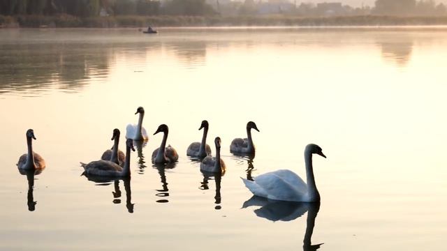 Как нужно фотографировать Love Story. Свадебный фотограф в Киеве. Фотограф Киев смотреть онлайн