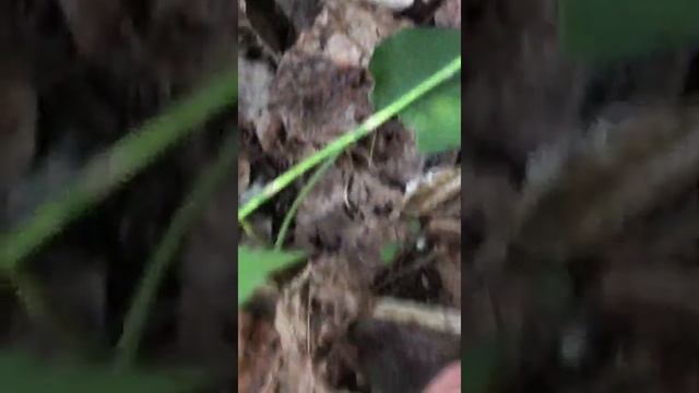 Поехали за грибами на квадроцикле смотреть онлайн