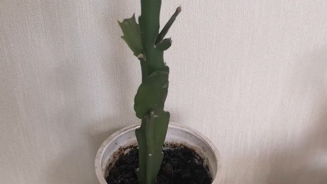 Попытка прививки Декабриста смотреть онлайн