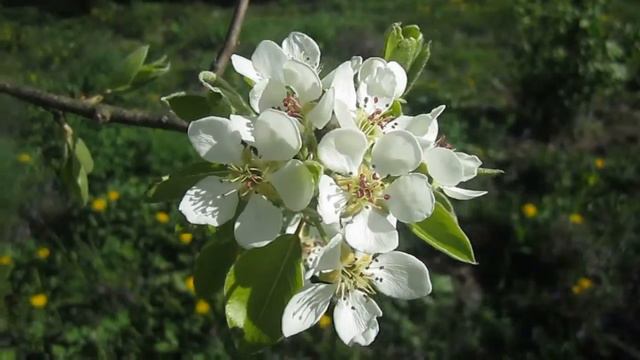 Весна. Цветёт Груша. Апрель (Spring. April. Pear) смотреть онлайн