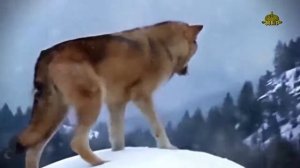 Вячеслав  Клименков - Серый волк