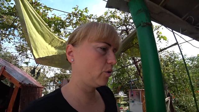 Домашний зоопарк, Хочу завести курочек, Помидоры с перцем на зиму смотреть онлайн