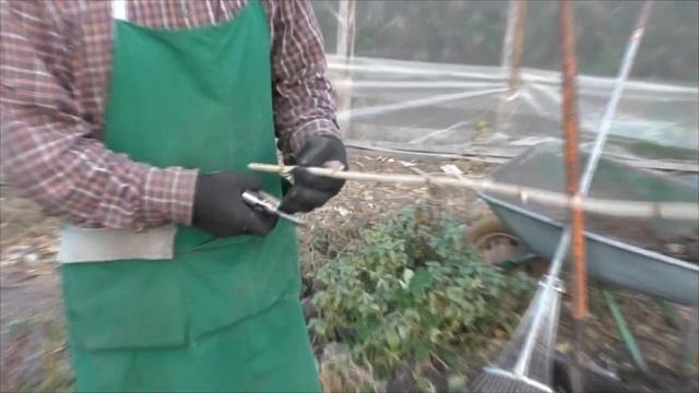 Выращивание смородины в школке. Посадка и уход за смородиной осенью. смотреть онлайн