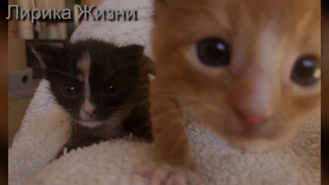 Осиротевшие Котята держались вместе, пока их не Спасли смотреть онлайн