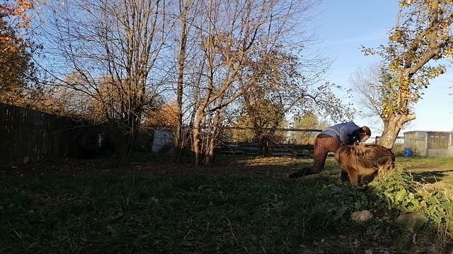 немецкая длинношерстная овчарка. 7,5 месяцев смотреть онлайн