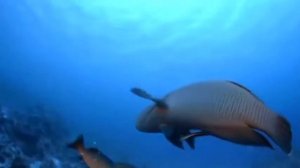 "Этот чудесный мир" . Луи Армстронг.("What a Wonderful World" . Louis Armstrong)