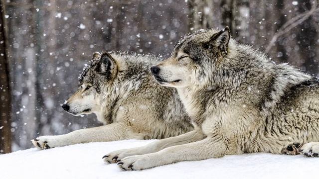 Вой волка (Звук волчьего воя в высоком качестве _ Микс) _ (25 Минут) смотреть онлайн