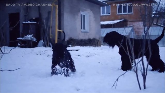 El schnauzer: una raza de perro inteligente y adaptable con una historia fascinante смотреть онлайн