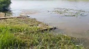 Нерест карпа, сазана. Крупные карпы нерестятся. #нересткарпа #крупныекарпы #карп #сазан #просянка