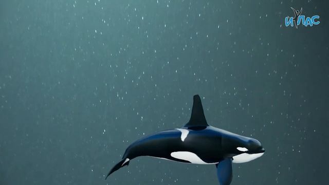 Тылсымлы рәсем: Зәңгәр кит ясыйбыз / Рисуем синего кита смотреть онлайн