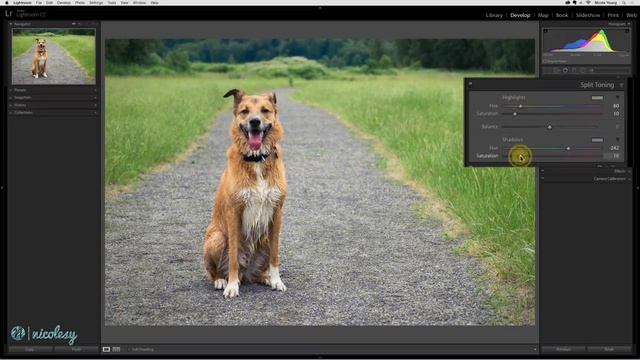 The Split Toning panel in Lightroom Classic смотреть онлайн