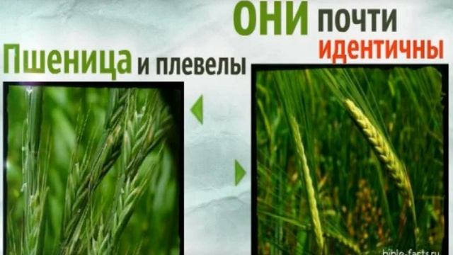 Плевелы образ зверя , пшеница образ Бога . Ибо слово о кресте для погибающих юродство есть.... смотреть онлайн