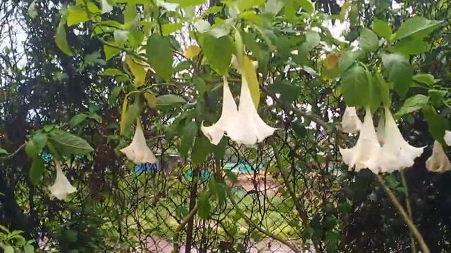 Brugmansiya #flower white brugmansia Datura #धोतरा смотреть онлайн