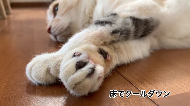猛暑で紫陽花が焼けた🙀バラの二番花がポツリポツリ🌹 смотреть онлайн