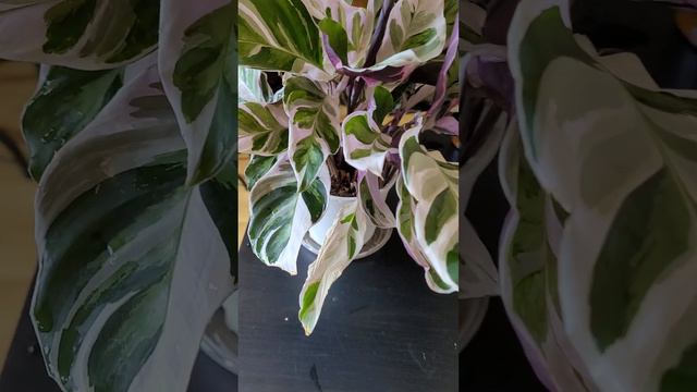 Calathea white fusion entretien et engrais foliaire смотреть онлайн