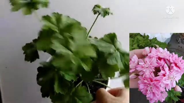 Пеларгония Odensjo Made in Sweden, подростки зонартиков. смотреть онлайн