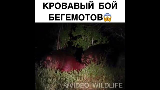 самые смертельные бои диких животных смотреть онлайн