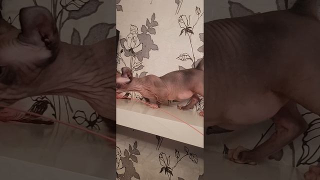 Двельф мальчик смотреть онлайн