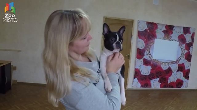 Бостон терьер