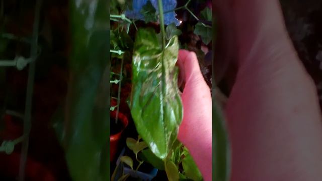 Пинк Камелия зацветает 🌸 Сингониум Моттлед лист по сорту.🌿23.01.2024 смотреть онлайн