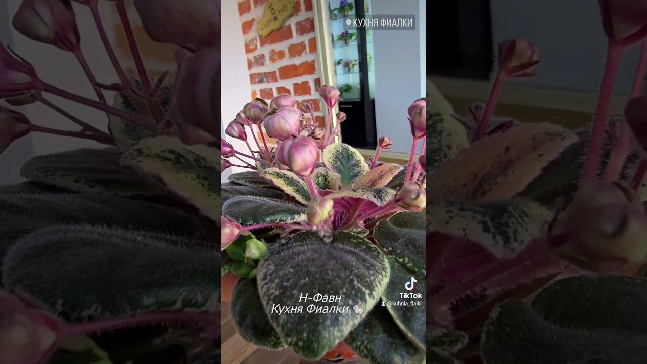 Н-Фавн полуминиатюра с очень интересными цветами. Аналогов сорту нет. смотреть онлайн