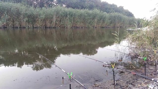 За сазаном!!! Часть 2 #Рыбалка #Новочеркасск смотреть онлайн