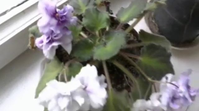 Виды Фиалок. смотреть онлайн