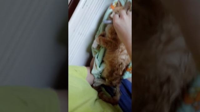 Спасли умирающего котенка смотреть онлайн