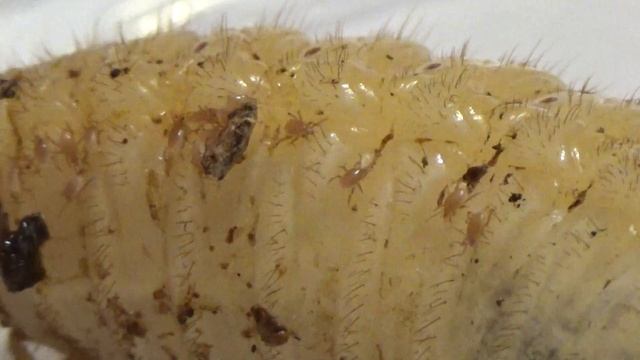 Ужасные Мелкие Клещи Заедают Монстра Личинку Бронзовку смотреть онлайн