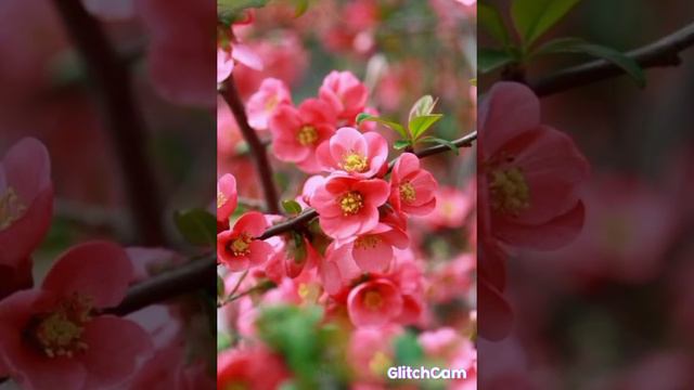 Songbird🌸 Kenny G 🎼 flute instrumental смотреть онлайн