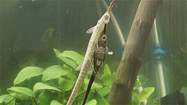 Farlowella Acus Редкие рыбы для растительного аквариума смотреть онлайн