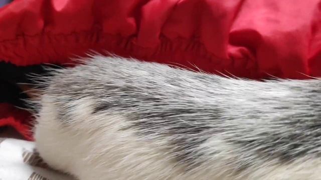 КРЫСИНЫЕ ХРОНИКИ ИЗ НОРЫ ? смотреть онлайн