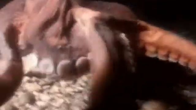 Передвижение осьминога.wmv смотреть онлайн