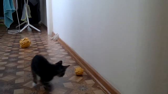 кот играет с мячиком смотреть онлайн