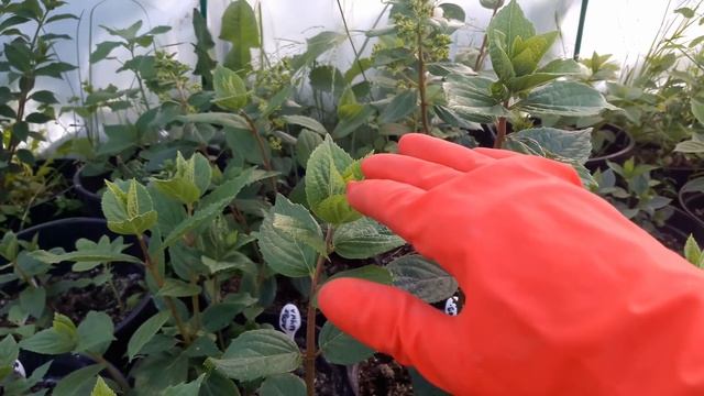 #Метельчатыегортензии . Обзор молодых посадок. Ответы на Ваши вопросы. смотреть онлайн