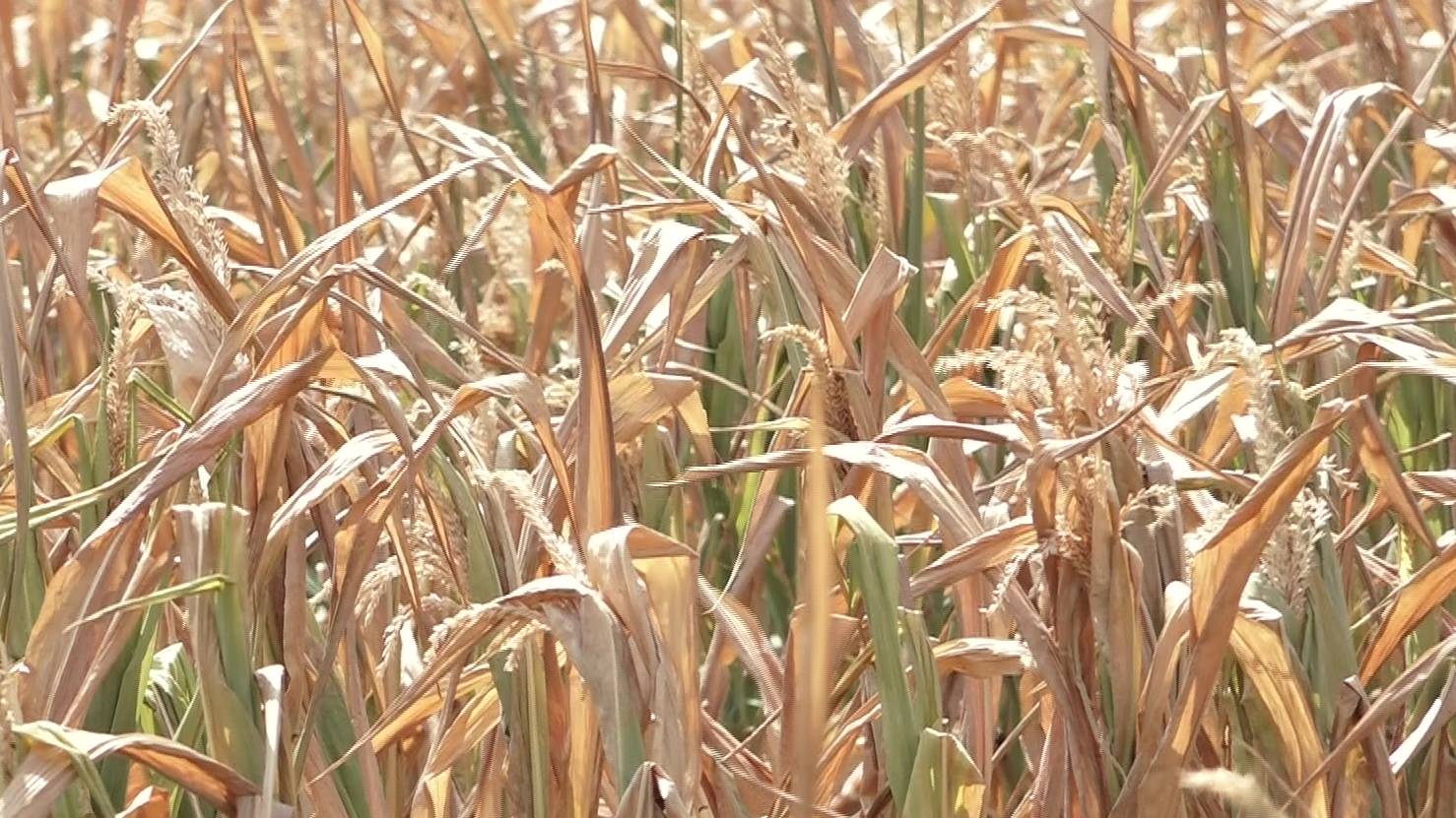 Рахизфарсы районы фесæфт нартхоры тыллæг