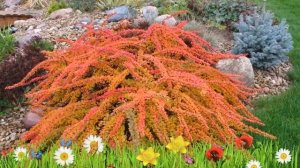 Барбарис тунберга Грин Карпет ? Обзор: посадка и уход. саженцы барбариса: описание и особенности