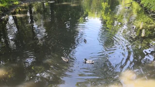 Прогулка по Гатчинскому парку. Дворцовый парк. Гатчина.2021 смотреть онлайн