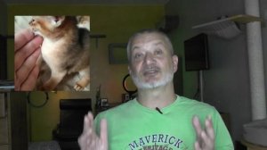 Агрессия у кошки. Причины. Что делаем.