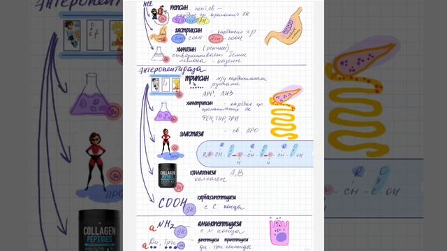 Переваривание белков смотреть онлайн