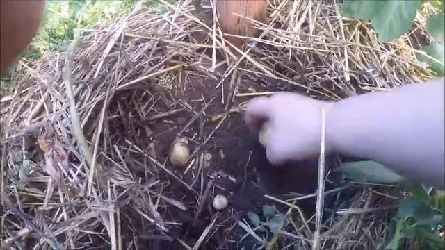 Парник...   брошенная овечка  ...   27 Мая