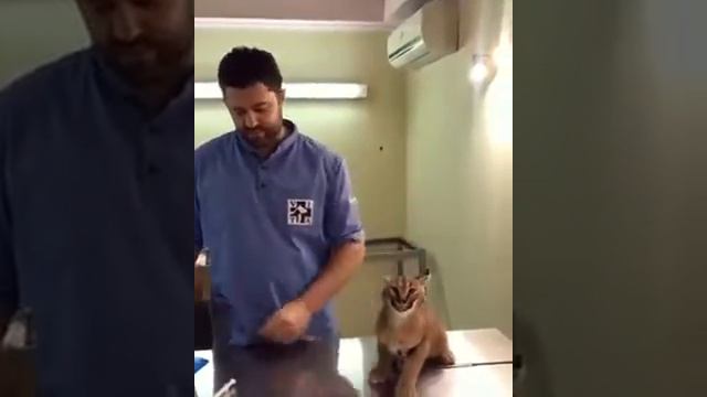 Caracal Hisses at Vet While Being Vaccinated 1076952 смотреть онлайн