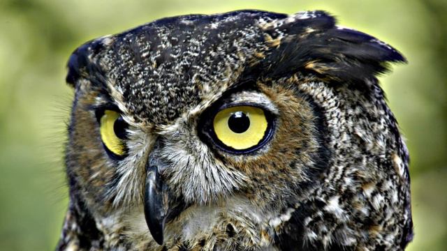 Вэй у вэй - 25.Чистые сердцем. смотреть онлайн