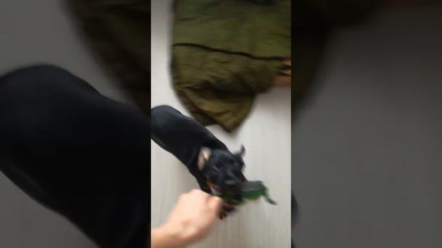 Ягдтерьер(4месяца) смотреть онлайн