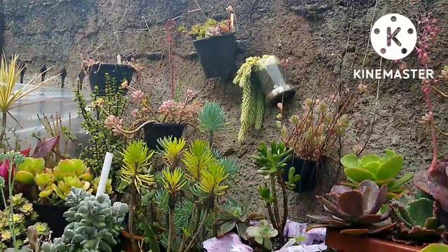 10 suculentas resistente a chuvas, fácil propagação, cultivo e enche o vaso rápido смотреть онлайн