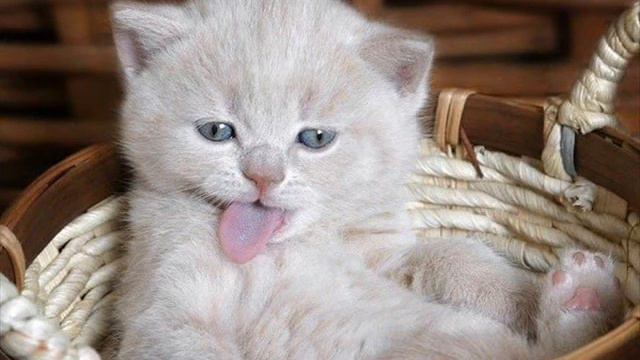 Фотки кошек смотреть онлайн